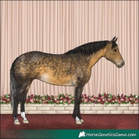 Horse Color:Buckskin 