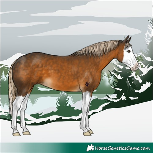 Horse Color:Chocolate Palomino Splash 