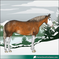 Horse Color:Chocolate Palomino Splash 