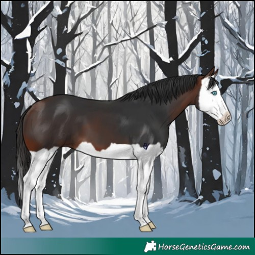 Horse Color:Bay Splash 