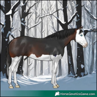 Horse Color:Bay Splash 