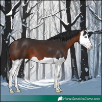 Horse Color:Bay Splash 