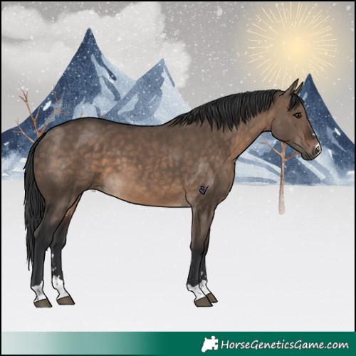 Horse Color:Brown Dun 