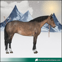 Horse Color:Brown Dun 