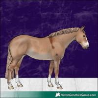 Horse Color:Red Dun 