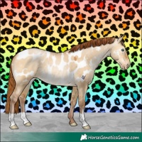 Horse Color:Gray Chocolate Buckskin Pearl Dun Appaloosa 