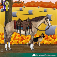 Horse Color:Chocolate Buckskin Dun Splash 