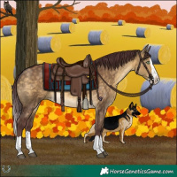 Horse Color:Chocolate Buckskin Dun Splash