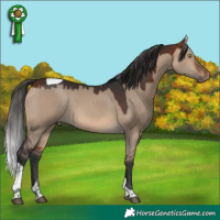Horse Color:Bay Dun Tobiano 