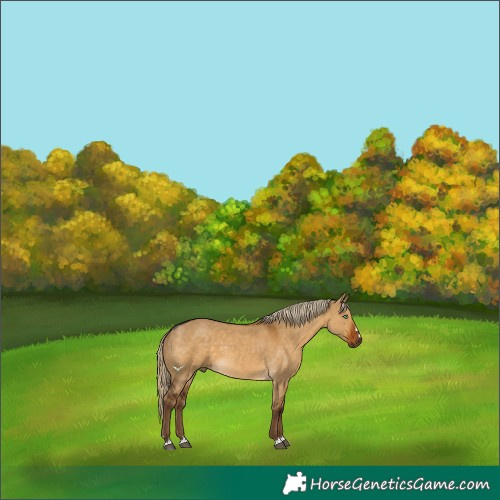 Horse Color:Chocolate Palomino Dun 