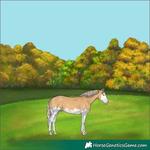 Horse Color:Palomino Dun Splash 