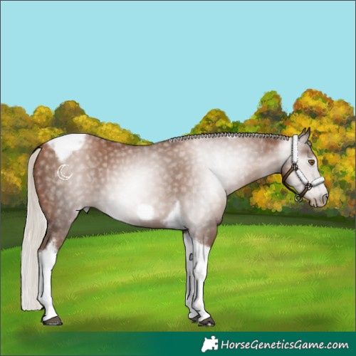 Horse Color:Gray Silver Black Pearl Tobiano Frame