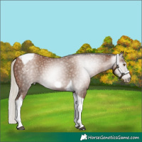 Horse Color:Gray Silver Black Pearl Tobiano Frame 
