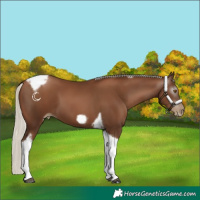 Horse Color:Gray Silver Black Pearl Tobiano Frame