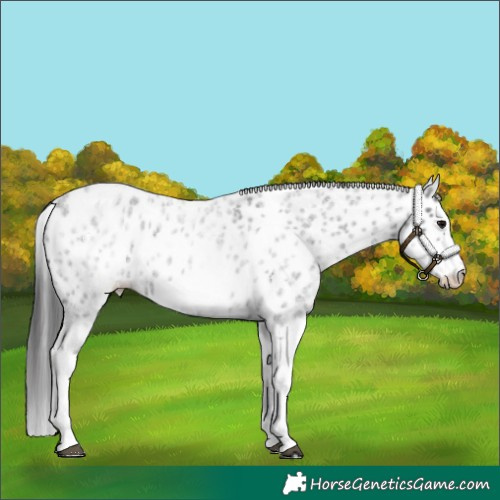 Horse Color:White Spotted Blue Roan Splash Frame Appaloosa 