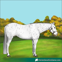Horse Color:White Spotted Blue Roan Splash Frame Appaloosa