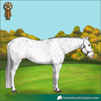 Horse Color:White Spotted Blue Roan Splash Frame Leopard 