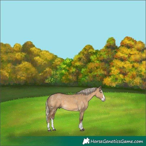 Horse Color:Chocolate Palomino Dun Splash