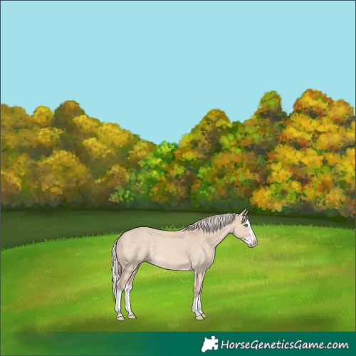 Horse Color:Cremello Dun Splash 