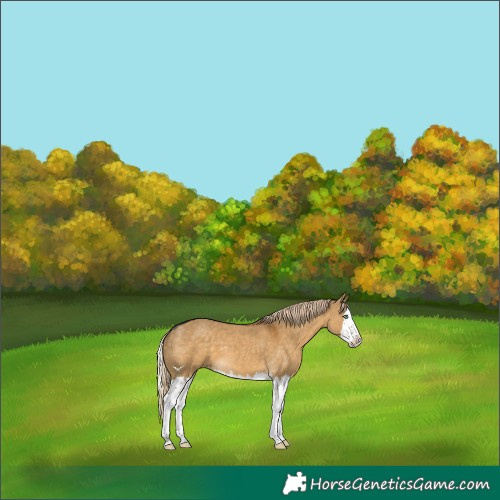 Horse Color:Chocolate Palomino Dun Splash 