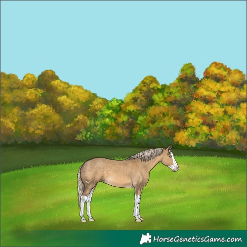 Horse Color:Chocolate Palomino Dun Splash 