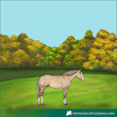 Horse Color:Chocolate Palomino Dun Splash 