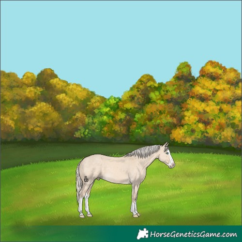 Horse Color:Cremello Dun Splash