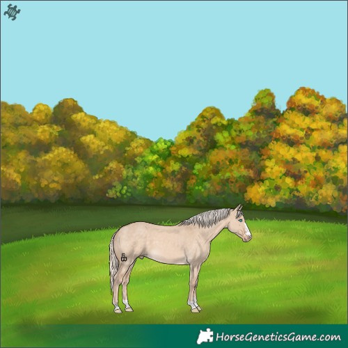 Horse Color:Cremello Dun 