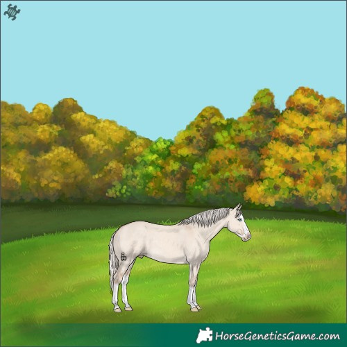 Horse Color:Cremello Dun Splash 