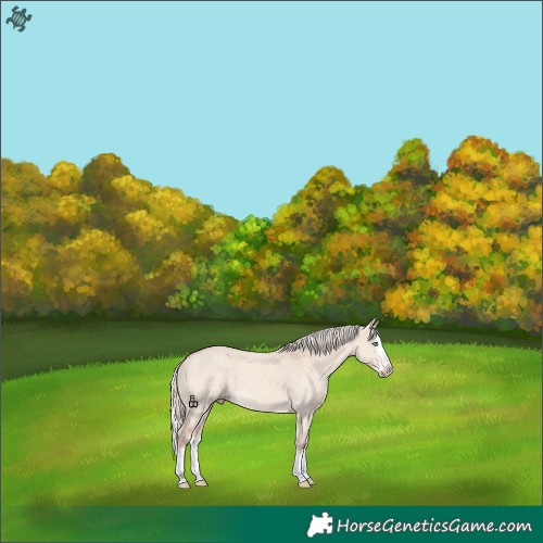 Horse Color:Cremello Dun Splash 