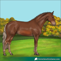 Horse Color:Chestnut 