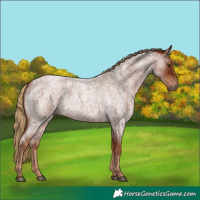 Horse Color:Red Roan