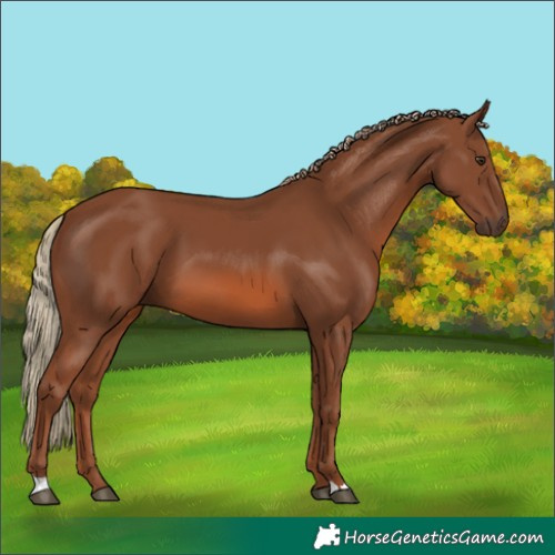 Horse Color:Chestnut 