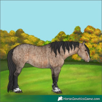 Horse Color:Brown Dun and Brown Dun