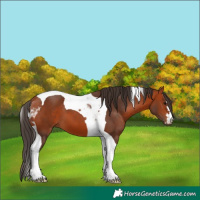 Horse Color:Bay Tobiano 