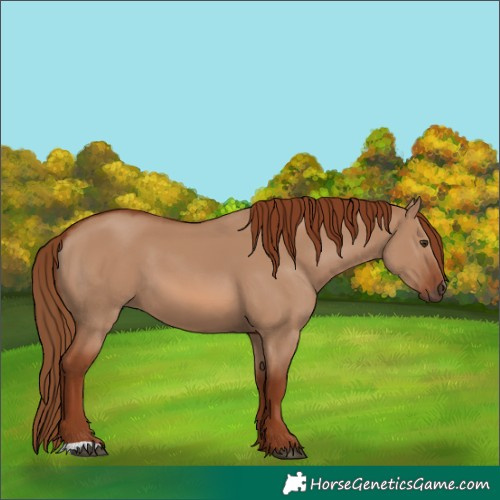 Horse Color:Red Dun 