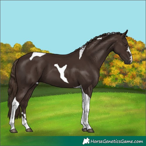 Horse Color:Liver Chestnut Tobiano
