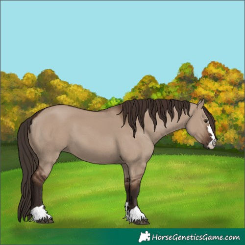 Horse Color:Liver Red Dun 