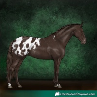 Horse Color:Liver Chestnut Appaloosa Rabicano