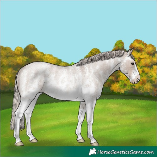 Horse Color:Silver Grullo Roan Sabino Rabicano 