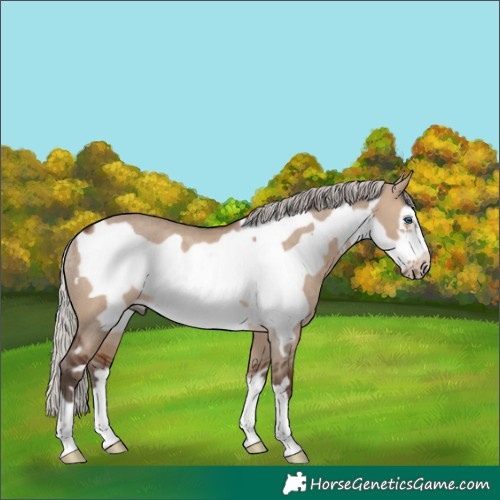 Horse Color:Silver Brown Dun Frame Rabicano 
