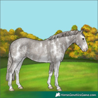 Horse Color:Silver Black Sabino Rabicano 