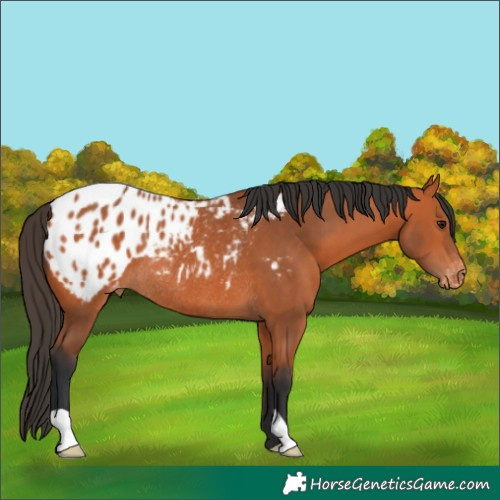 Horse Color:Bay Blanket Rabicano 