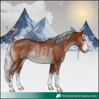 Horse Color:Silver Brown Rabicano