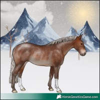 Horse Color:Silver Brown Rabicano 
