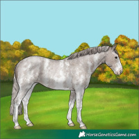Horse Color:Silver Blue Roan Sabino Rabicano
