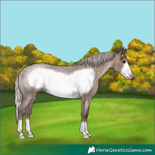 Horse Color:Silver Blue Roan Frame Rabicano