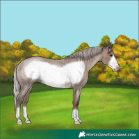 Horse Color:Silver Blue Roan Frame Rabicano