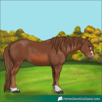 Horse Color:Unknown 