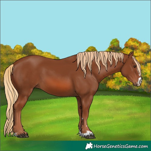 Horse Color:Unknown